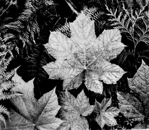 In Glacier National Park -closeup of leaves
